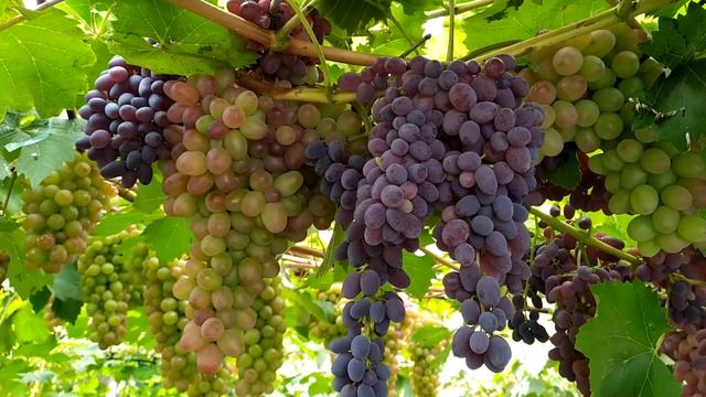 К-ш Юпітер, Клубничний, Ізумлєніє - неукривний виноград смотреть онлайн