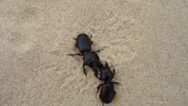 Scarites cyclops смотреть онлайн