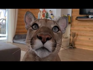 Месси полакомился рождественским гусём!