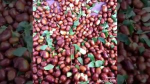 КИТАЙСКИЙ ФИНИК, ЗИЗИФУС. ЧТО ЭТО ЗА ФРУКТ?!