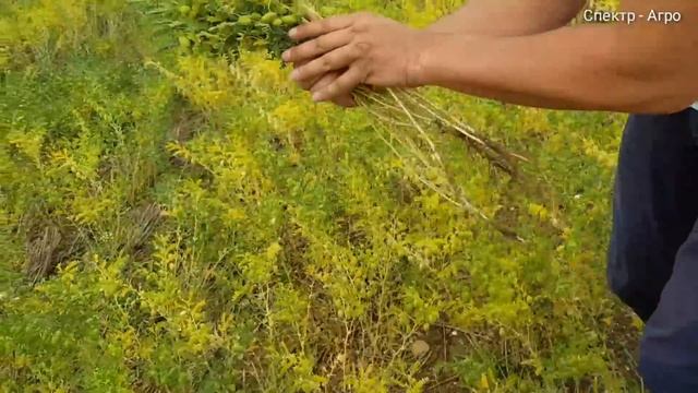 У Александра Суслова! КФХ "Сахалин". Нут, пшеница смотреть онлайн