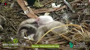 Amazing Albino Osprey chick hatches at Urdaibai Bird Center in Spain 2 june 2021