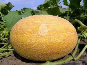 Садим дыни на Урале!!!Plant melons in the Urals!!!