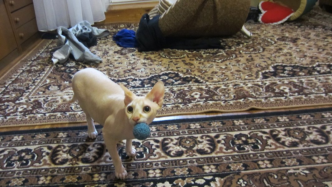 Коробка для кота или чем занять своего питомца