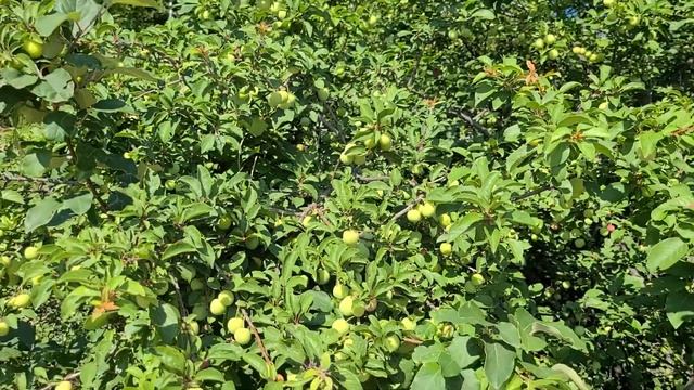 Алыча на пляже. Свети Влас, Болгария. смотреть онлайн