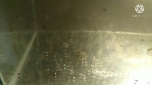 Побелела вода в аквариуме после подмены