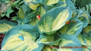 Хоста гибридная Дрим Вивэ (hosta) ? хоста Дрим Вивэ обзор: как сажать рассада хосты Дрим Вивэ