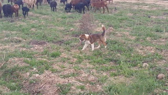 ((513)) выгнал магнита на поле смотреть онлайн