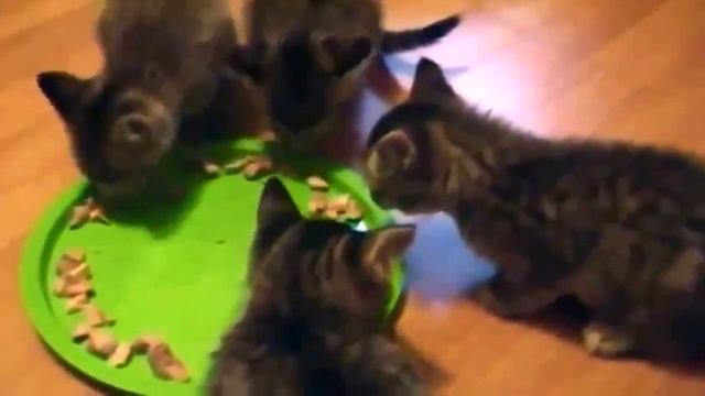 Голодные котята смотреть онлайн