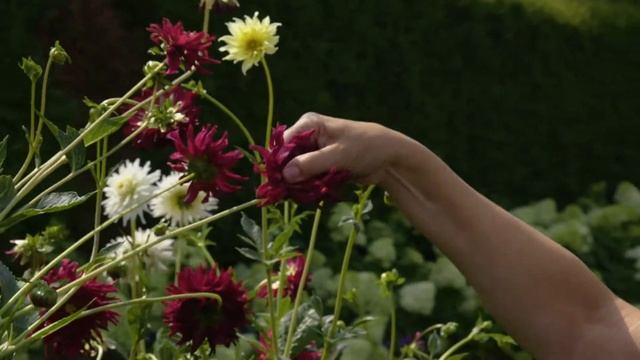 A special insight into a private garden of a dahlia lover. смотреть онлайн