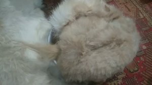 Как посолить шкуру козы перед вычинкой.