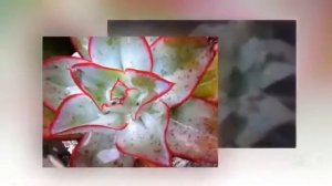 Цветы Эхеверия (Echeveria Elegans flower)
