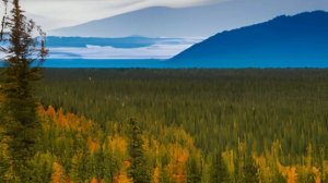 Красота северной дикой природы: тайга