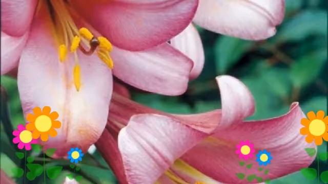 Лилия (Pink Perfection). Краткий обзор: Лилия описание характеристик, где купить луковицы смотреть онлайн