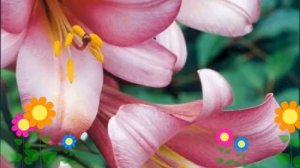 Лилия (Pink Perfection). Краткий обзор: Лилия описание характеристик, где купить луковицы