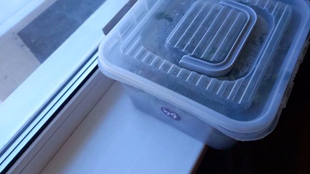 Бугенвиллия зацвела.Размножение черенком. смотреть онлайн