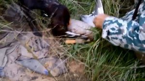 Русский охотничий спаниель "Первый охотничий опыт и первая добыча"