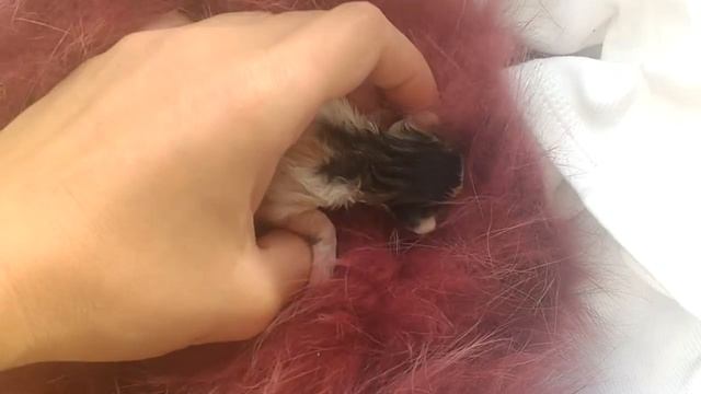 СПАСЕНИЕ НОВОРОЖДЕННОГО КОТЕНКА С ПОМОЙКИ... ПРОДОЛЖЕНИЕ СЛЕДУЕТ