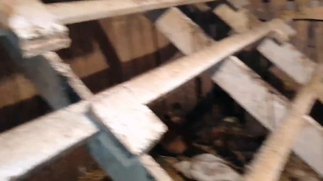 Куры и индоутки / Какая яйценоскость у кур и индоуток зимой? / Маленькие телята / заработок на кура смотреть онлайн