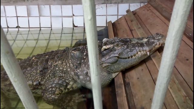 Ростовский Зоопарк! смотреть онлайн