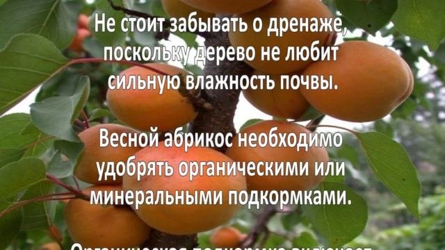 Выращивание абрикосов. Бизнес идея