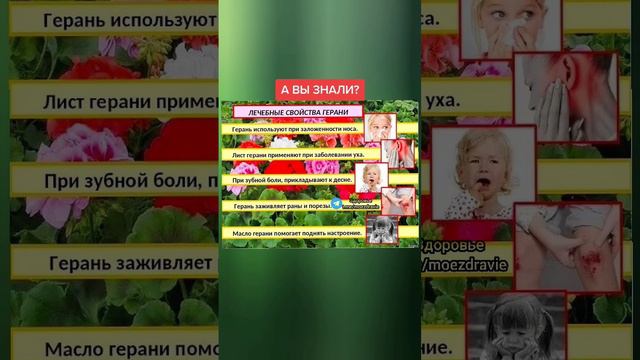лечебные свойства герани #народнаямедицина #здоровьеидолголетие #полезныесоветы #зож #полезно