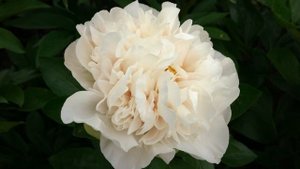 Пион гринленд, пион greenland