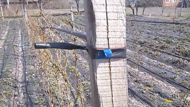 Клубника весной на моей даче. Strawberries in spring. смотреть онлайн