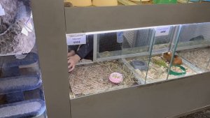 Купили шиншиллу в зоомагазине | Можно ли покупать шиншиллу в зоомагазине?