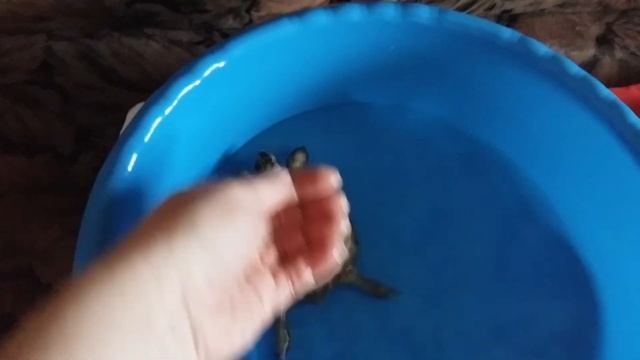 Уход за сухопутной черепахой. Водные процедуры. Часть 1.