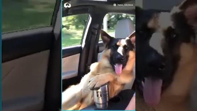 Зачем нужна немецкая овчарка в вашей жизни? смотреть онлайн