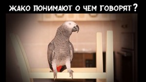 Попугаи жако доказали, что думают, когда говорят