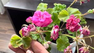 Почему у пеларгонии осенью краснеют листья? Как помочь пеларгонии восстановиться