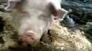 свинья на ферме чавкает хрюкает.3gp