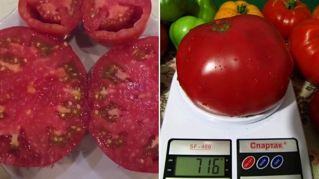 Лучшие сорта крупных томатов . Сорта томатов описание и отзывы.