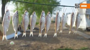 Доступная деликатесная рыба и подмена корюшки