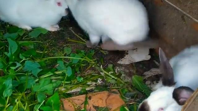 Сажаем китайскую квочку на яйца ))) животные дачи , как чувствуют себя ????? смотреть онлайн