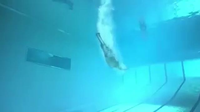 Австралийское шоу с жирафами.