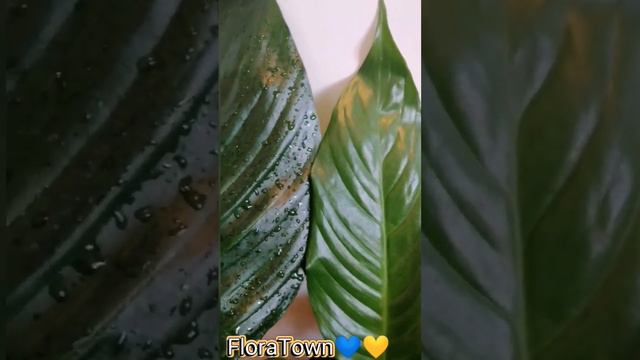 Найпростіші сорти спатифиллума, але ж які гарні 🥰 #peacelily #спатифиллум #spathiphyllum #plants