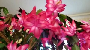 Что делать чтобы декабрист зацвёл?