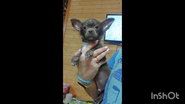 Близнецы Сурож и Фиолент продажа чихуахуа питомник Кастропуло Крым+79787458062 смотреть онлайн