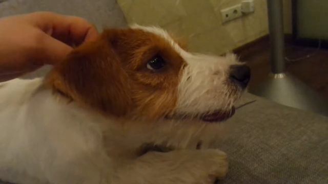 Джек Рассел терьер жесткошёрстный. Стив