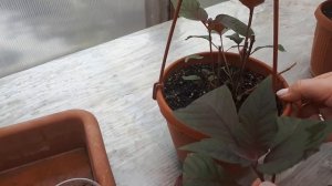 Фуксия Талия (трифилла). Особенности.