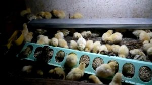 Перепелята новорожденные (трехсуточные).  Первые в этом сезоне!