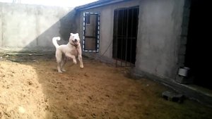 кавказский волкадав.АЛМАЗ.89288356230