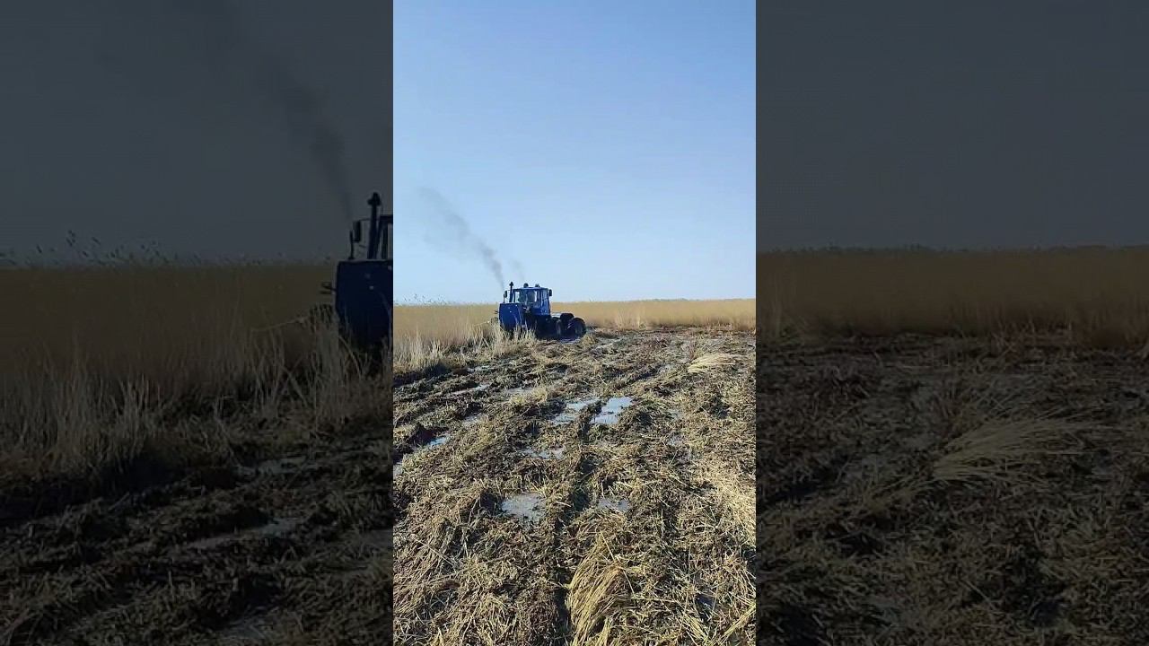 #хтз-150 топчет камыш смотреть онлайн