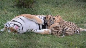 Фрося и малыши Ужин .Тайган .Крым .