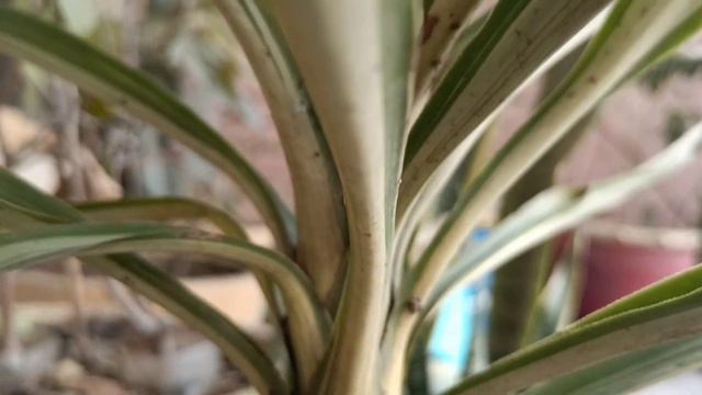 All about hardy and beautiful yucca plant #yucca #beautiful #trending смотреть онлайн