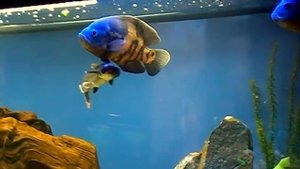 Астронотусы и пангасиус. Tropical Fish.