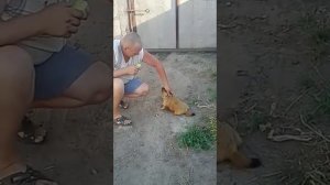 Домашний, ручной сурок